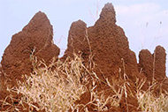 Termites - Bhavatal
