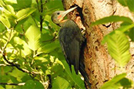 Woodpecker - Bhavatal